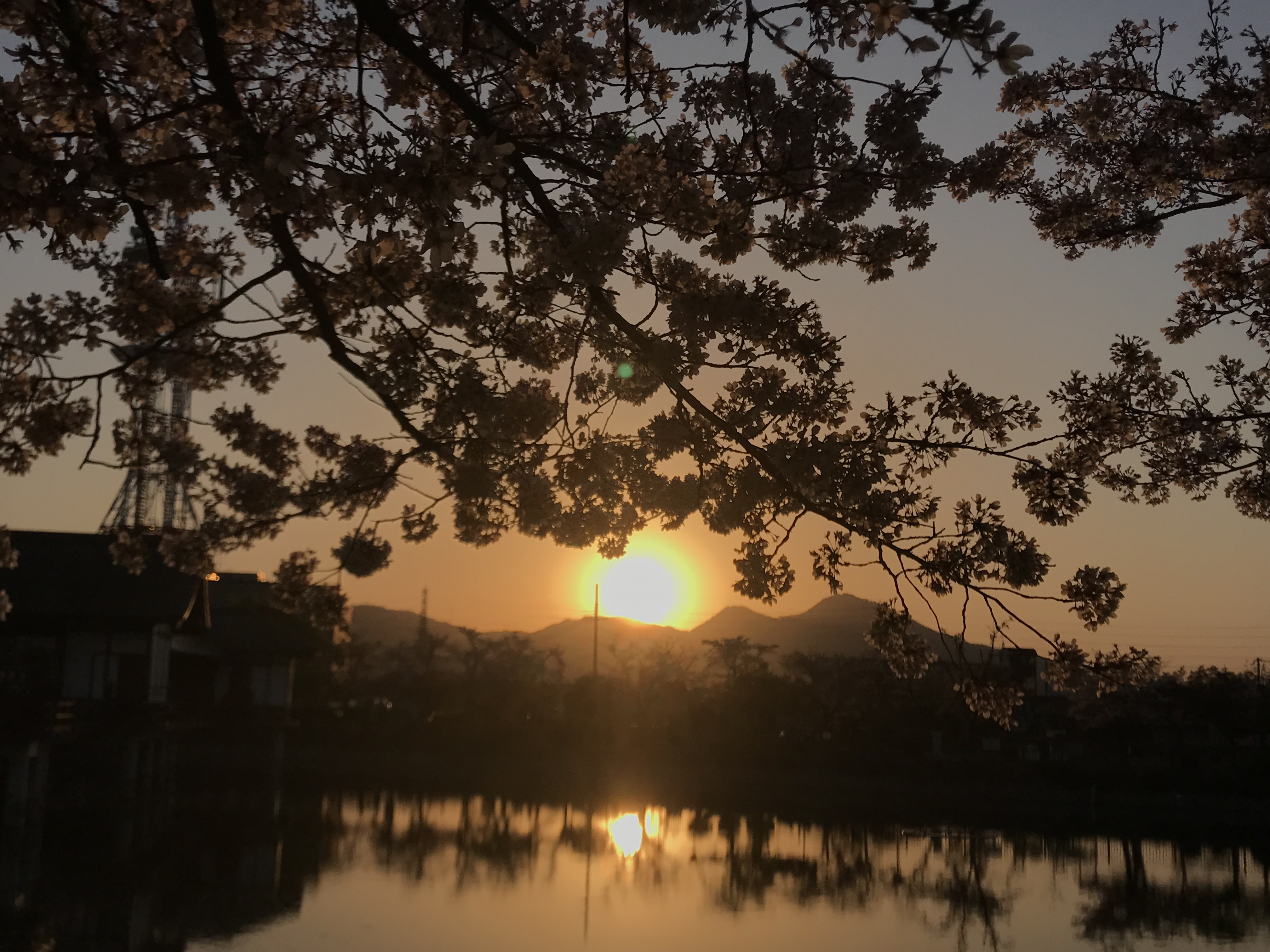 高田川の千本桜と夕日にうっとり Maruike Cafe マルイケカフェ 奈良県